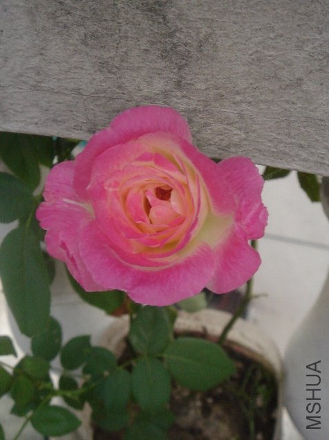 DSC07976.JPG
