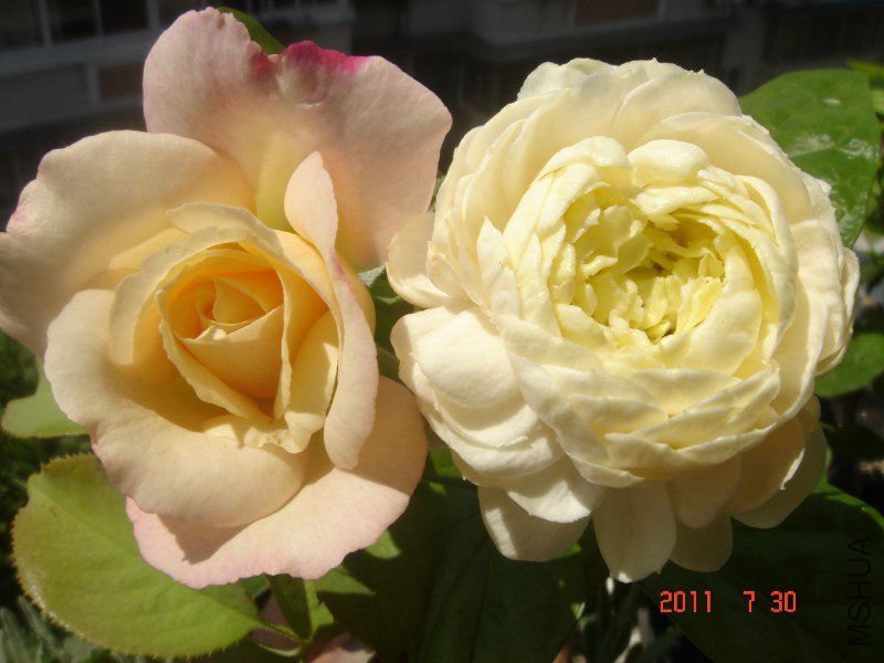 DSC06563_800x600.JPG