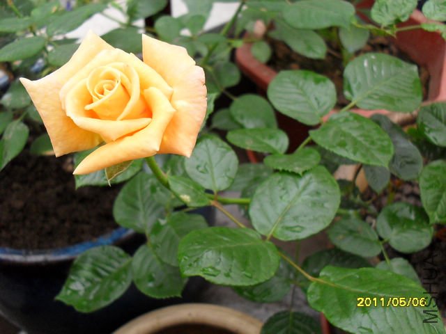 SDC11999.JPG