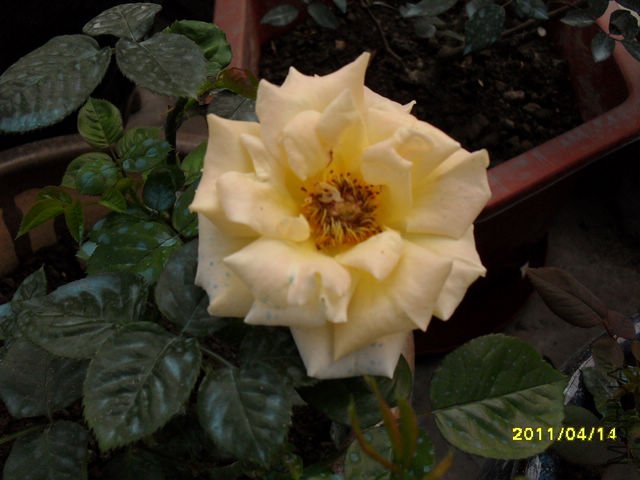 SDC11861.JPG