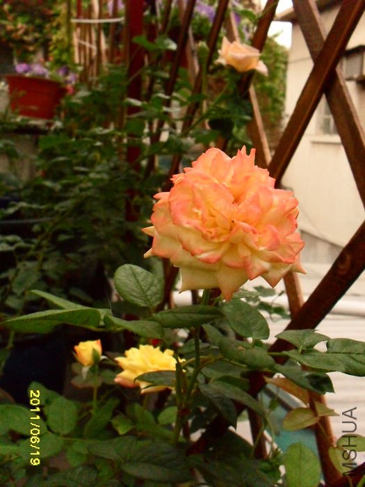 SDC12384.JPG