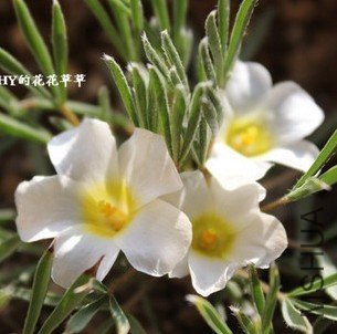 Oxalis massonorum.jpg