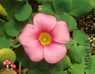 Oxalis purpurea Pink.jpg