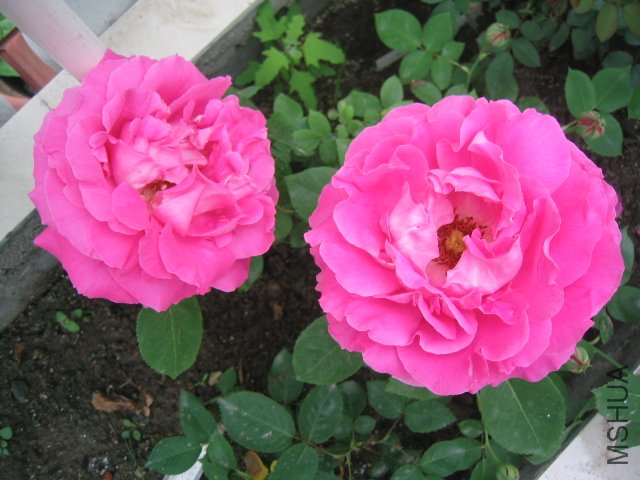 IMG_0088.JPG
