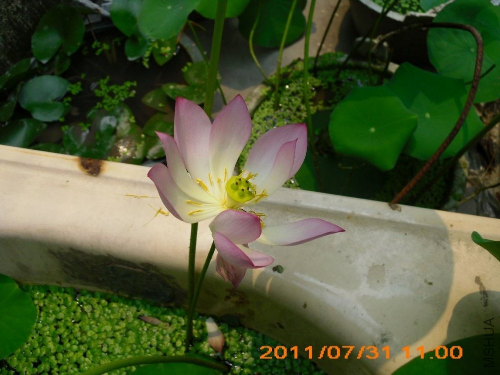 IMG_1278_��Ӱ_2.jpg