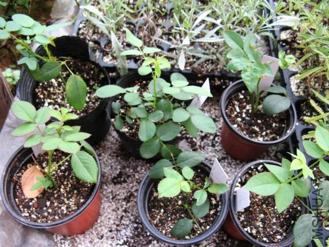��Ƭ 037.jpg