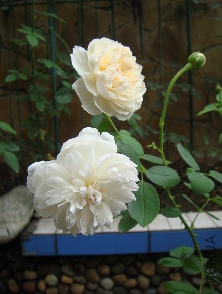 12��D11SC03401 (1).JPG