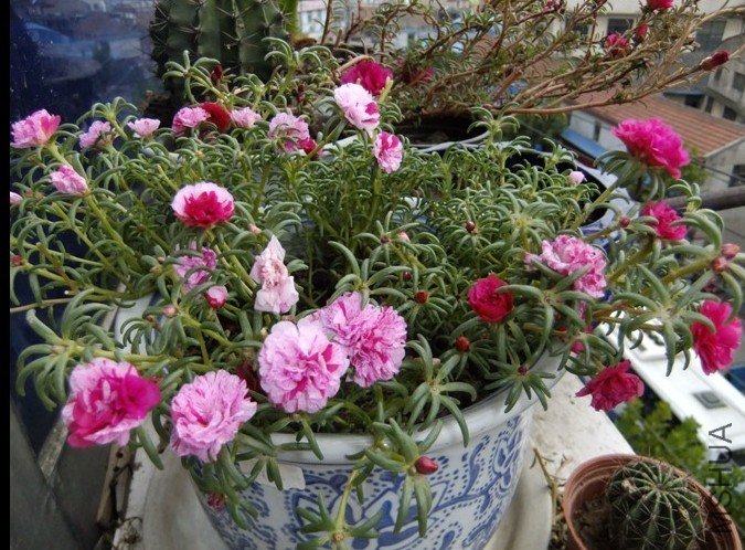 ������̫����