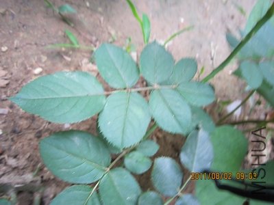 IMG_1597.jpg