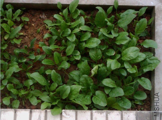 �����˵Ĳ��� ��ϧLG˵���ó�ֻ���� �������Ľ�������˺���������ﵱ������.jpg