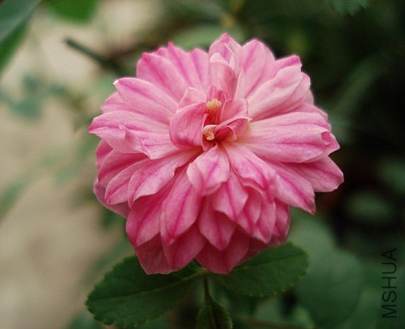 conew_dsc02164_conew1.jpg