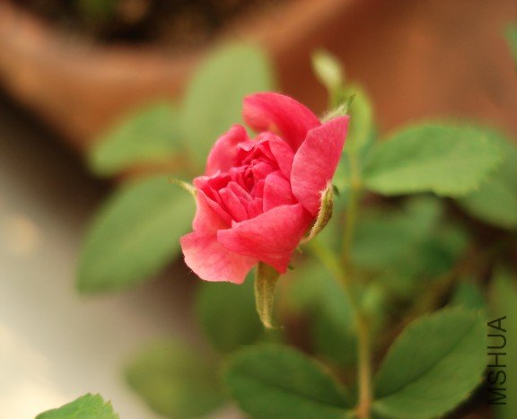 conew_dsc02147.jpg