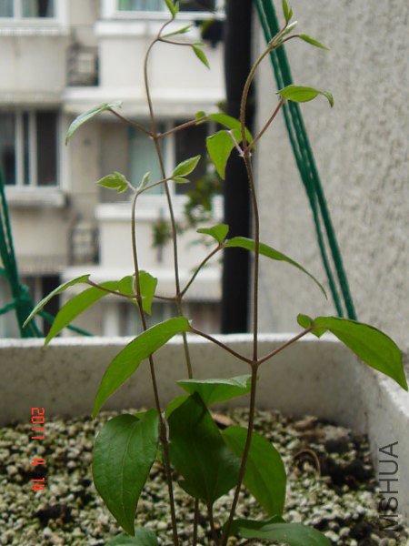 DSC09613_450x600.JPG