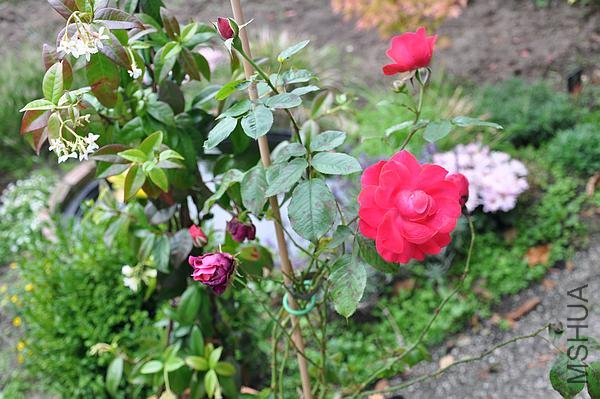 DSC_0161.jpg