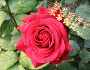�¼�-���º� 2-3����