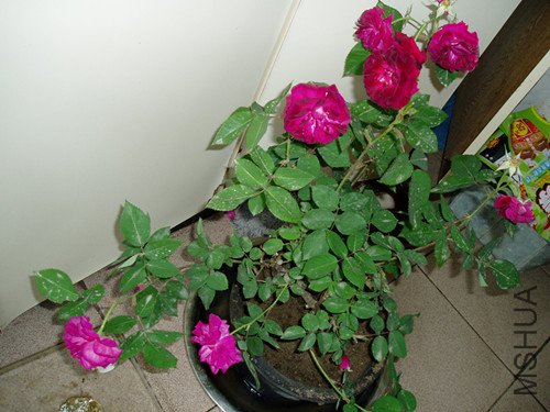 P1010709_����.jpg