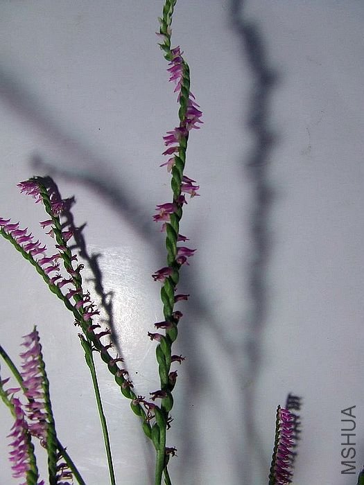 DSCF1592.JPG
