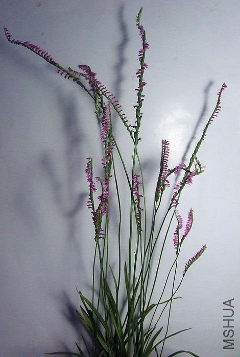 DSCF1597.JPG