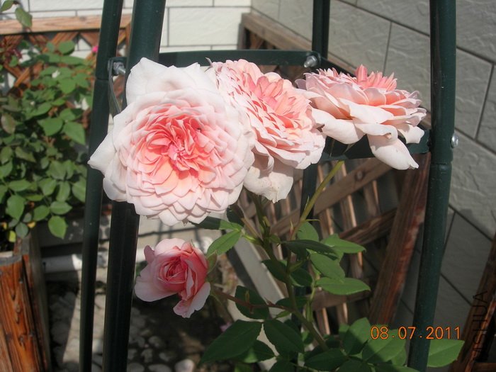 DSCN4334.jpg