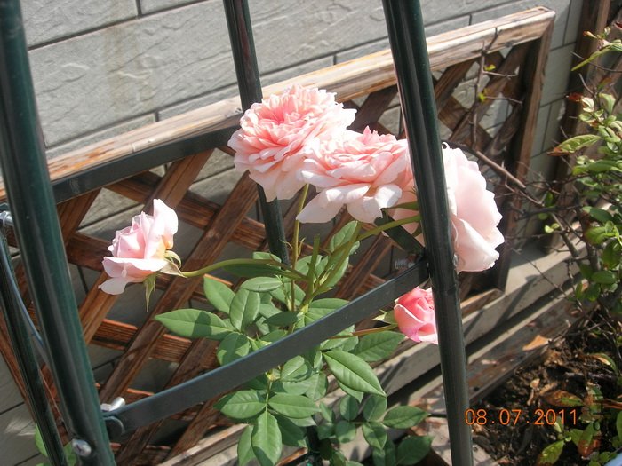 DSCN4336.jpg