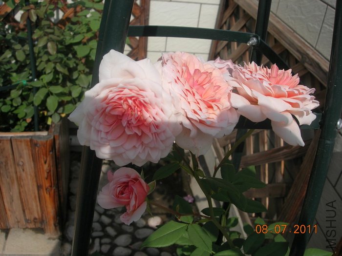 DSCN4338.jpg