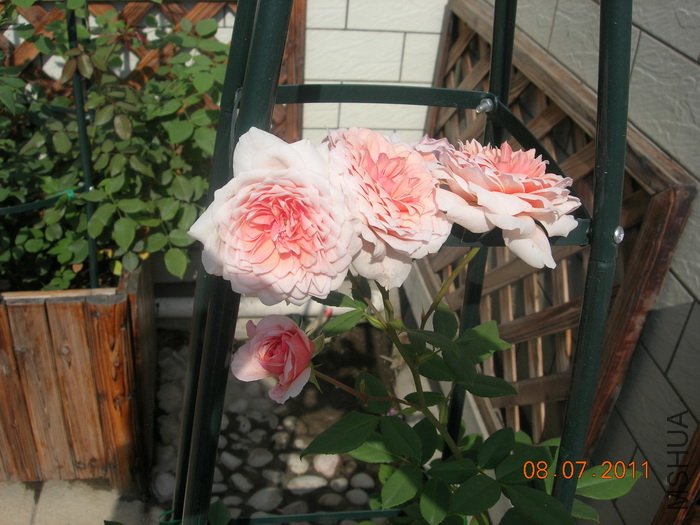 DSCN4339.jpg