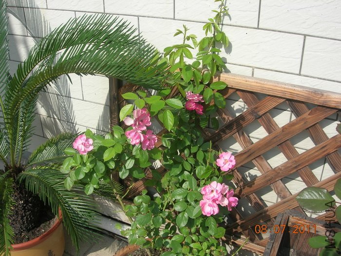 DSCN4342.jpg