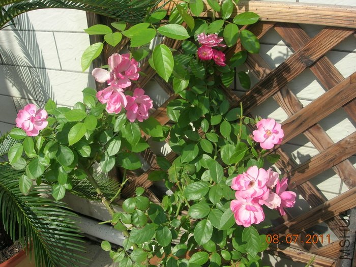DSCN4343.jpg