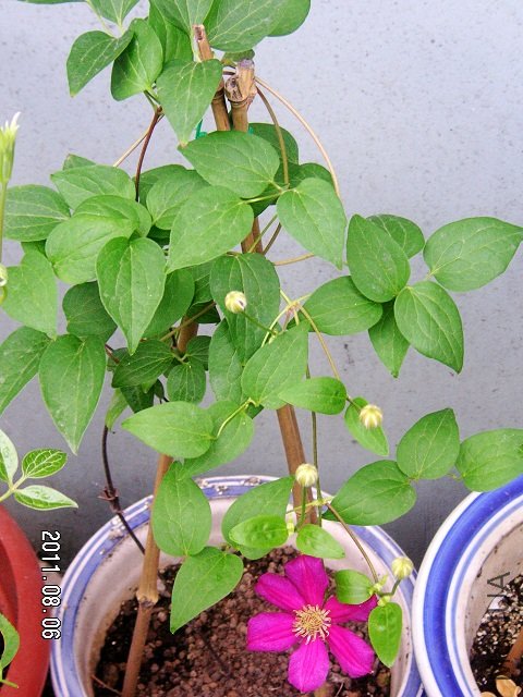 PICT0007.JPG