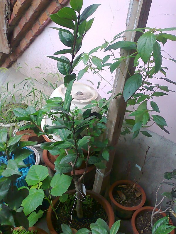 ��Ƭ0933.jpg