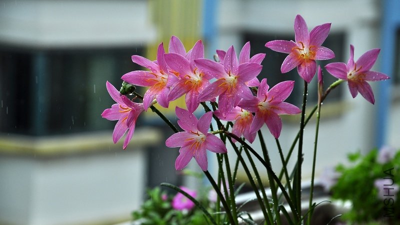 DSC_4308.jpg