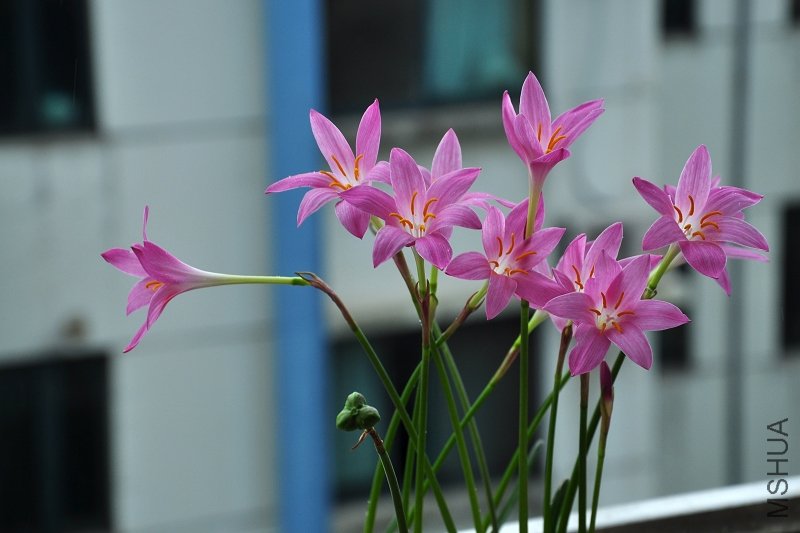 DSC_4292.jpg