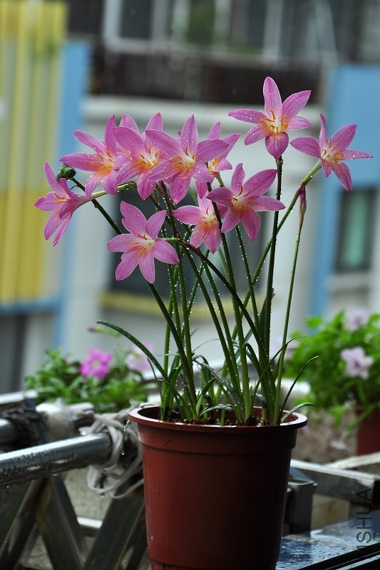 DSC_4307.jpg