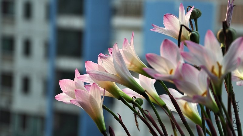 DSC_4240.jpg