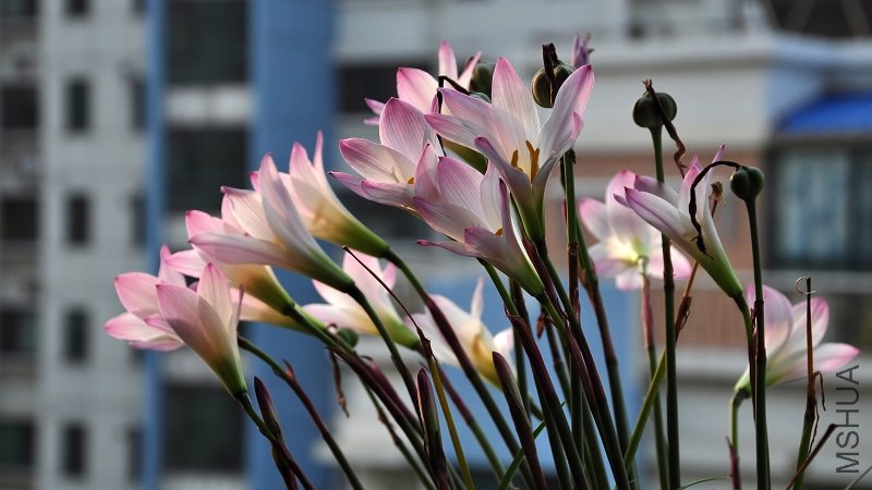 DSC_4239.jpg