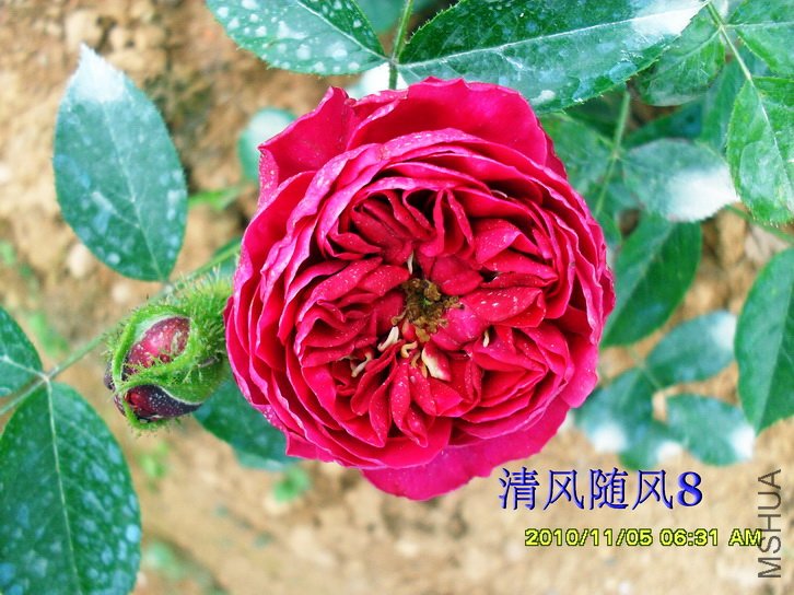 ÷���ն�˹ (4).jpg