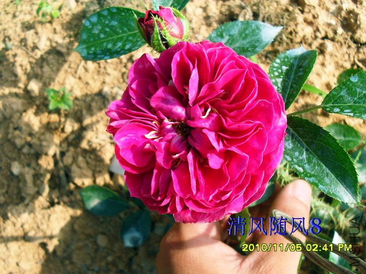 ÷���ն�˹ (Mel Hulse)1.jpg