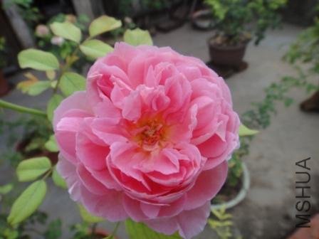 DSC07270.JPG