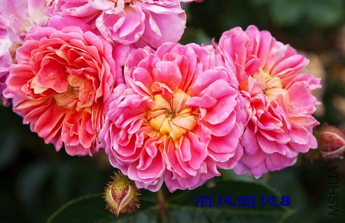 ���� (5).jpg