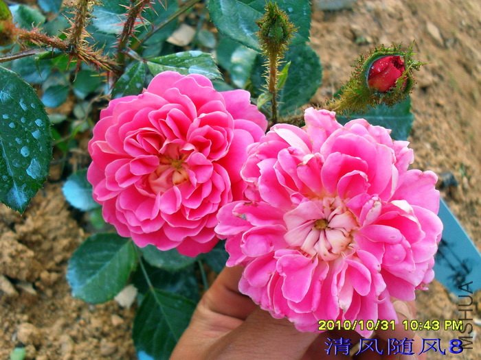 ���� (1).jpg