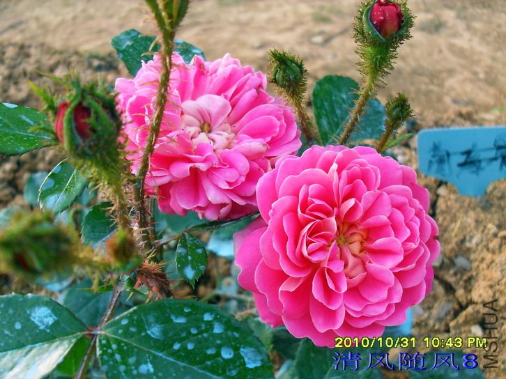 ���� (2).jpg