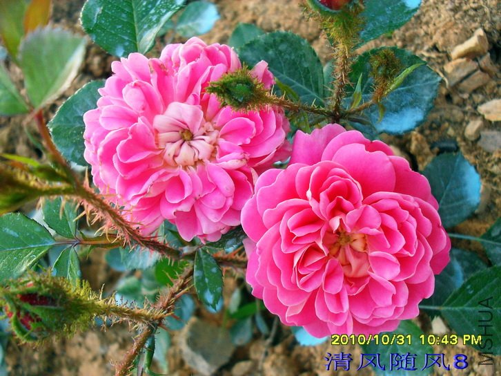 ���� (Treasure Trail)1.jpg