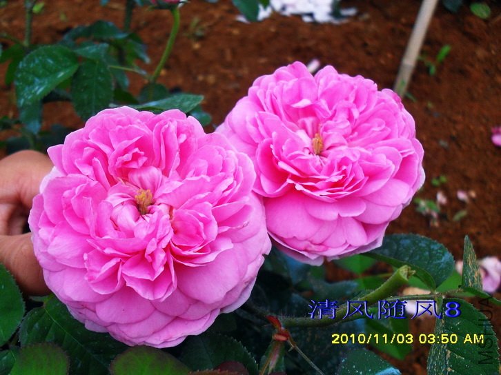 �����ϵ� (Gallicandy ) (1).jpg