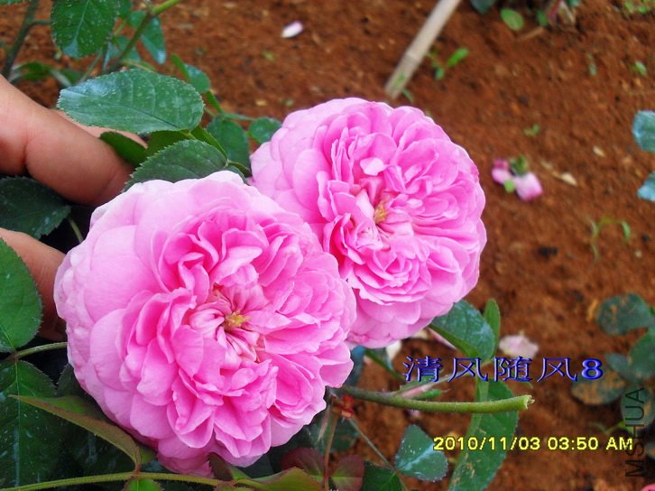 �����ϵ� (Gallicandy ) (2).jpg