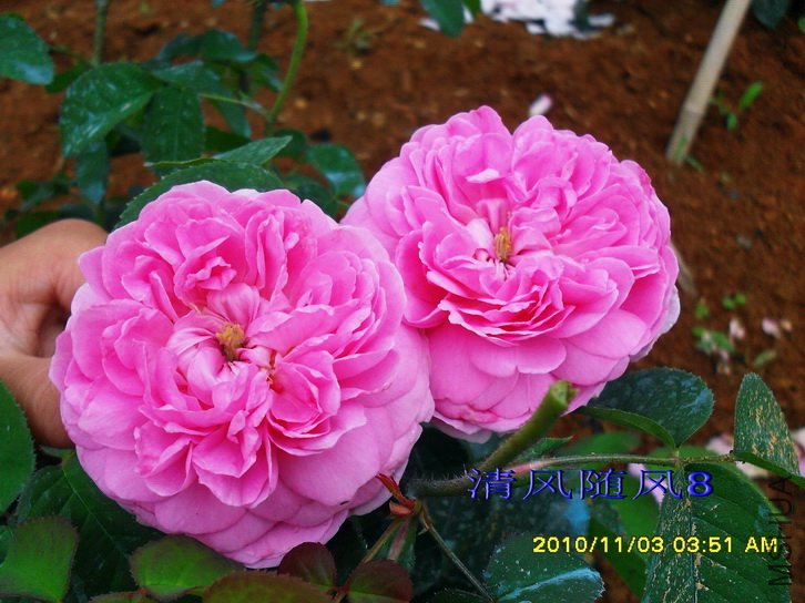 �����ϵ� (Gallicandy ) (3).jpg