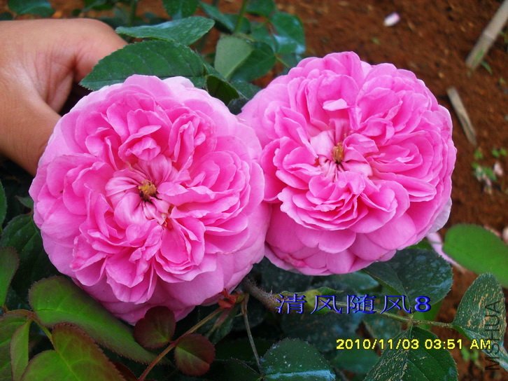 �����ϵ� (Gallicandy ) (4).jpg