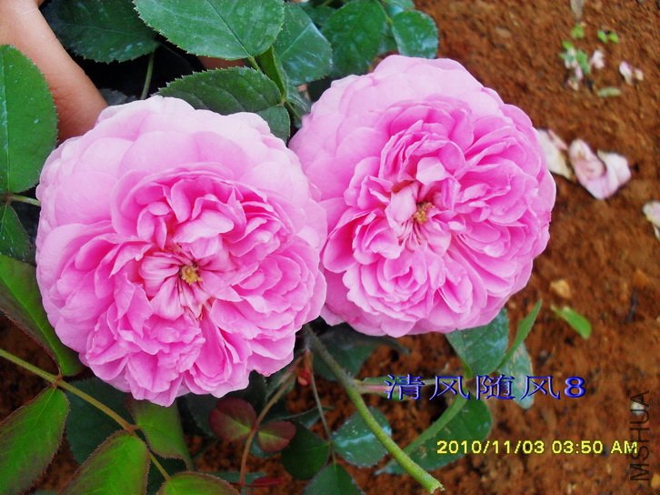 �����ϵ� (Gallicandy ) (5).jpg