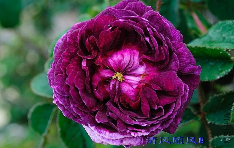 Լ��Ӣ����ķ��ξ (4).jpg