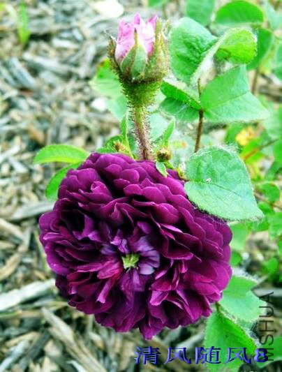 Լ��Ӣ����ķ��ξ (5).jpg