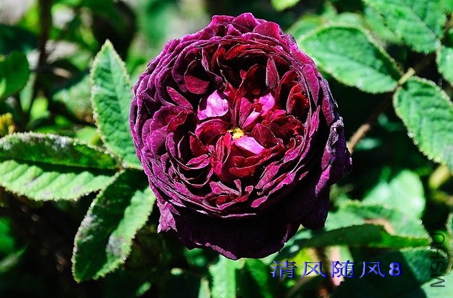 Լ��Ӣ����ķ��ξ(Capitaine John Ingram)1.jpg